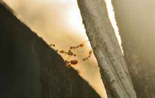 Attività di Gruppo e formiche